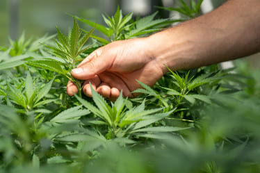 A person holding a cannabis leaf in their hand.
